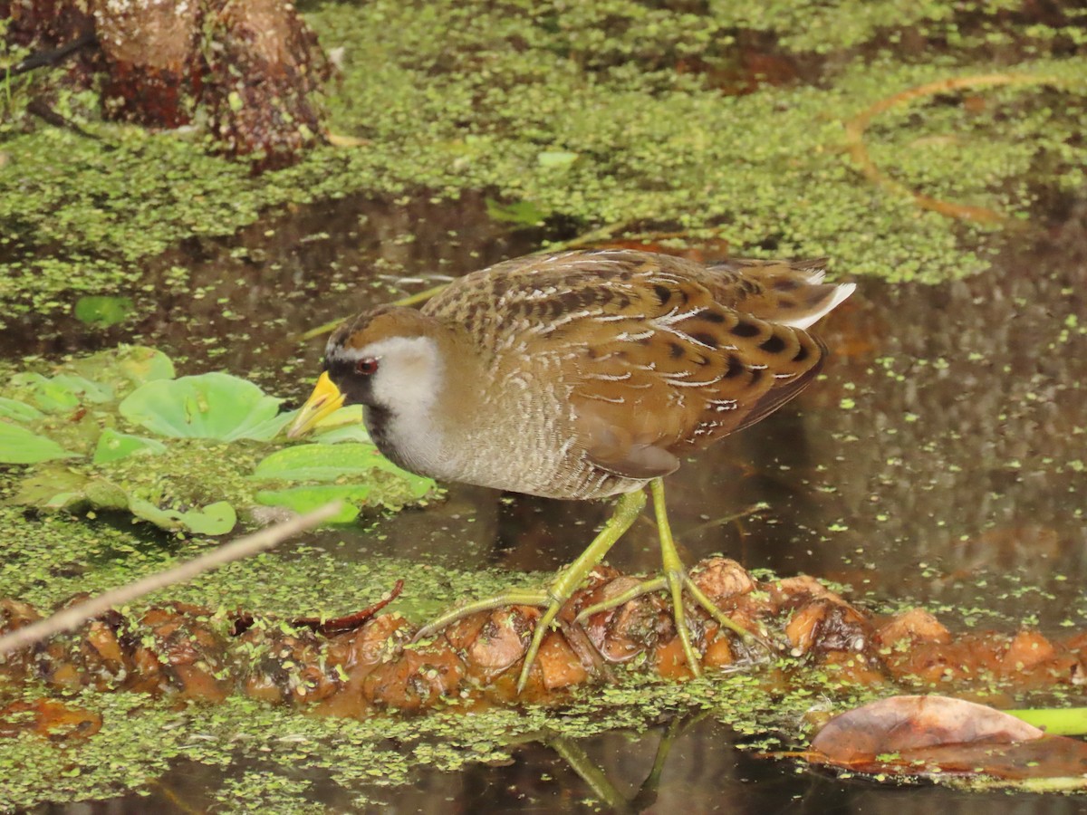 chřástal karolínský - ML645668856