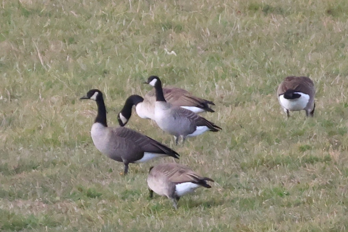 小加拿大雁 - ML645668859