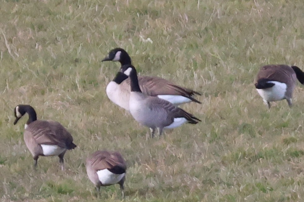 berneška malá - ML645668860