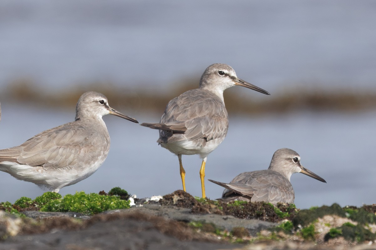 Playero Siberiano - ML645668861