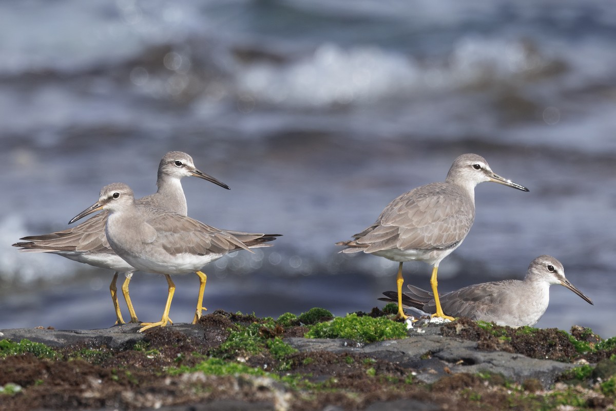 Playero Siberiano - ML645668862