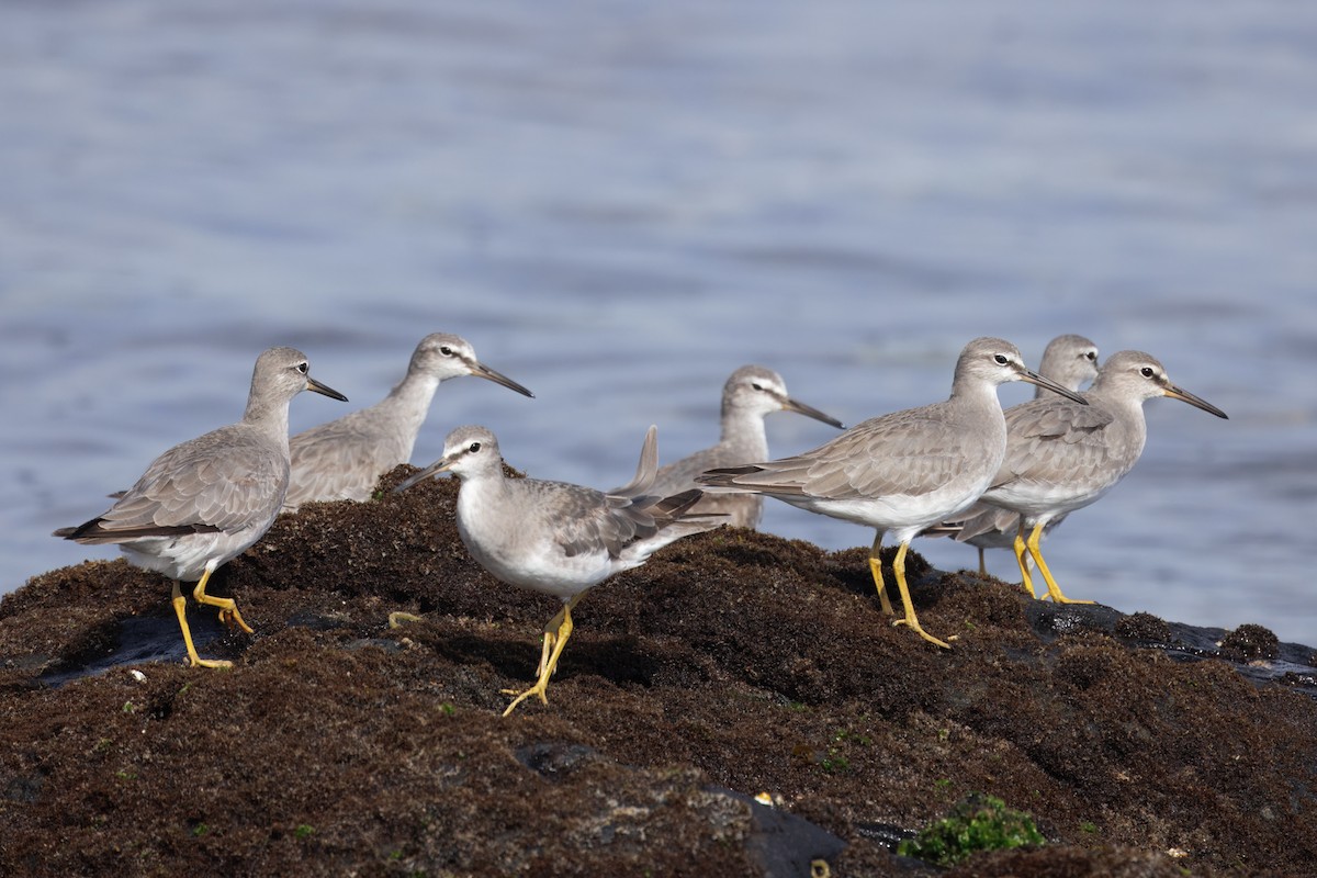 Playero Siberiano - ML645668863