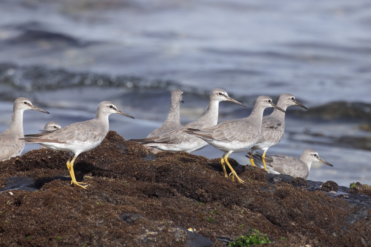 Playero Siberiano - ML645668864
