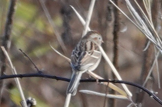 strnádka vrabcovitá - ML645668865