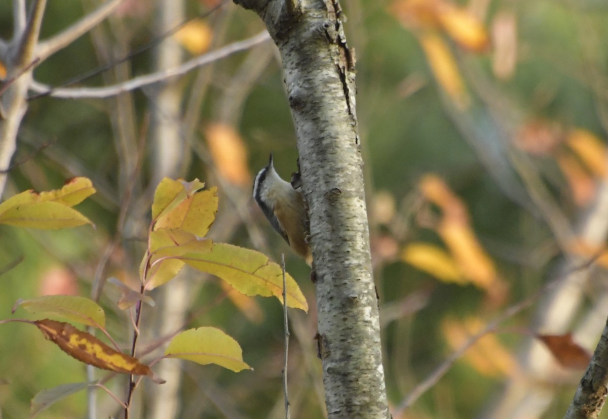 Red-breasted Nuthatch - ML645668866