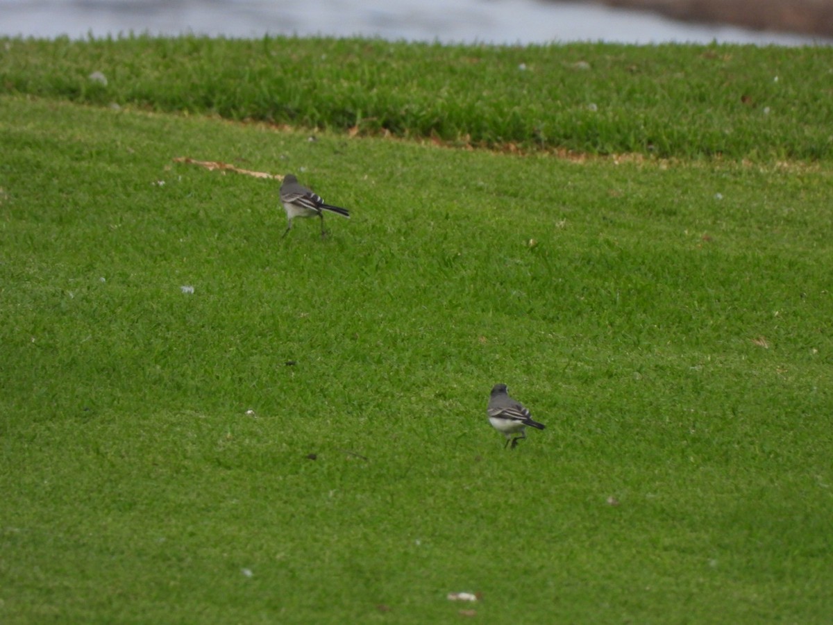 White Wagtail - ML645668868