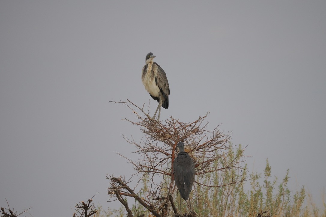 Héron mélanocéphale - ML645668874