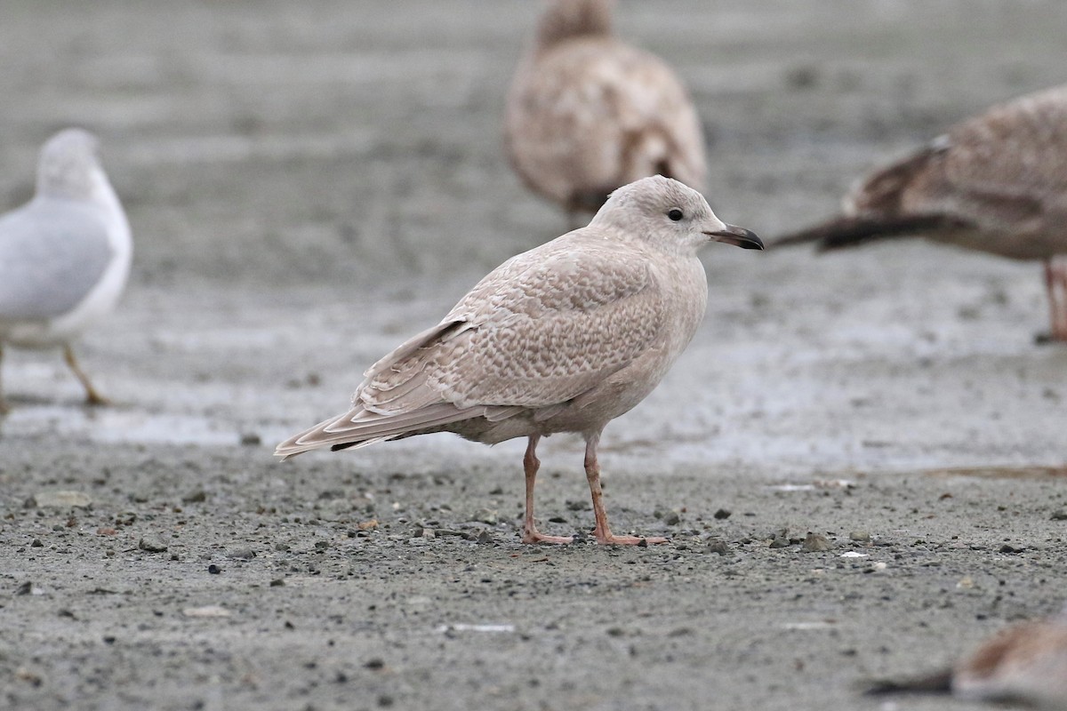 racek polární (ssp. kumlieni/glaucoides) - ML645668875