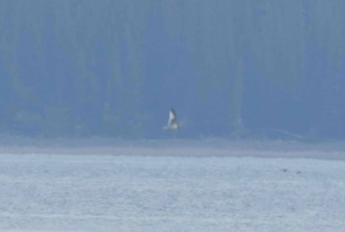 Sabine's Gull - ML645668876