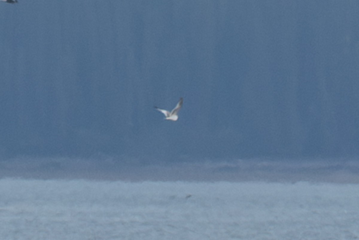Sabine's Gull - ML645668877