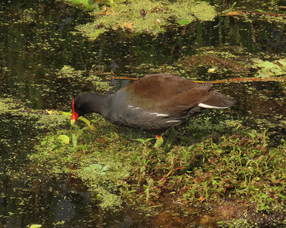 Gallinule d'Amérique - ML645668878