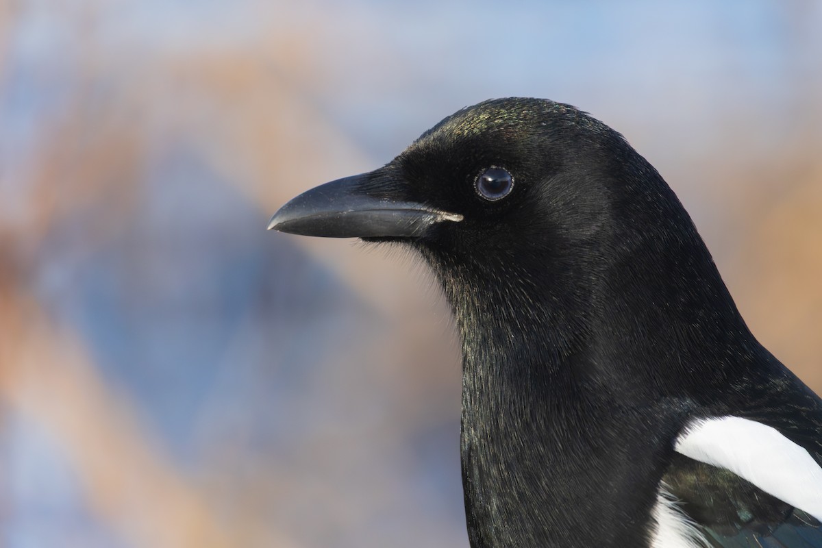 Сорока канадська - ML645668884