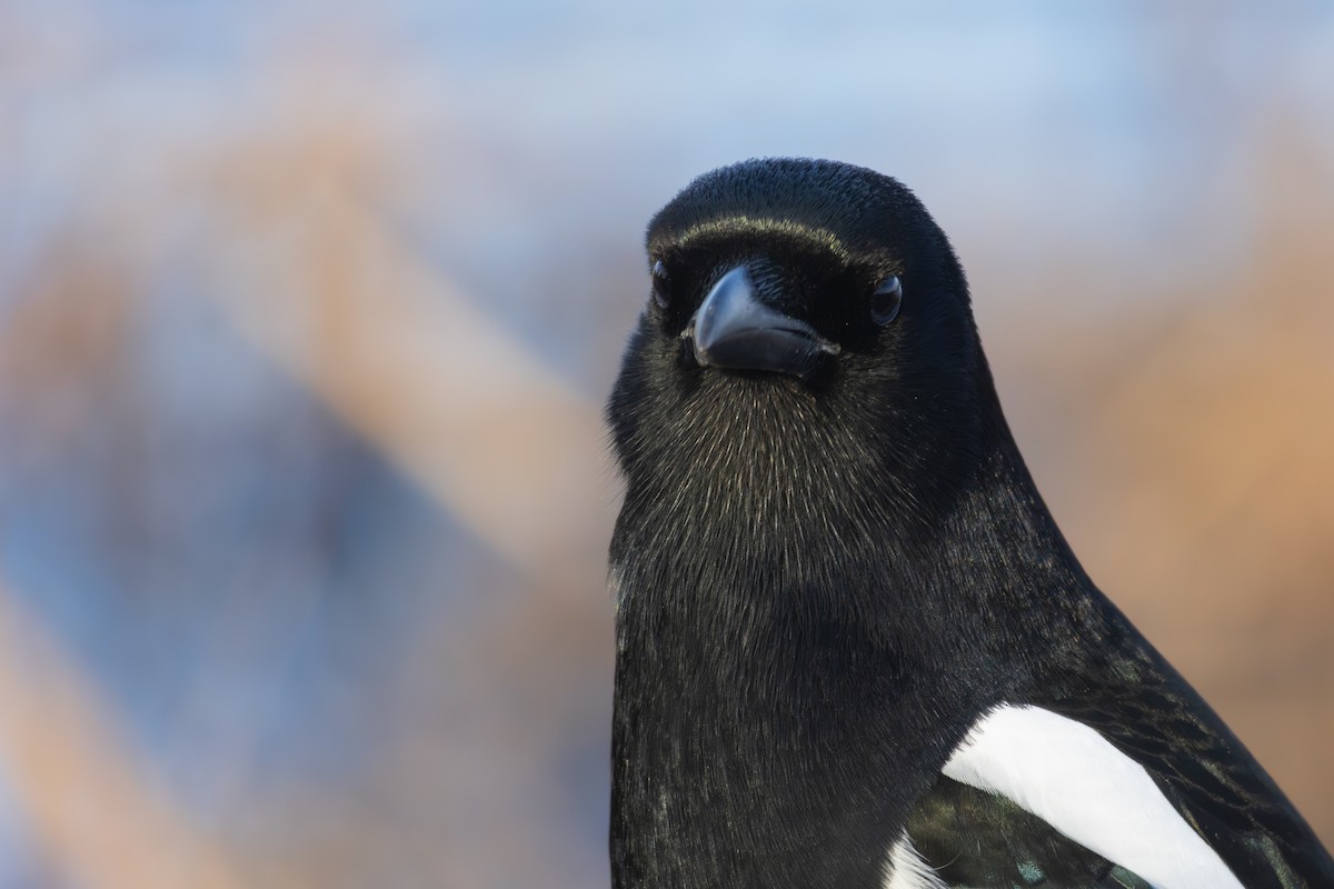 Сорока канадська - ML645668885