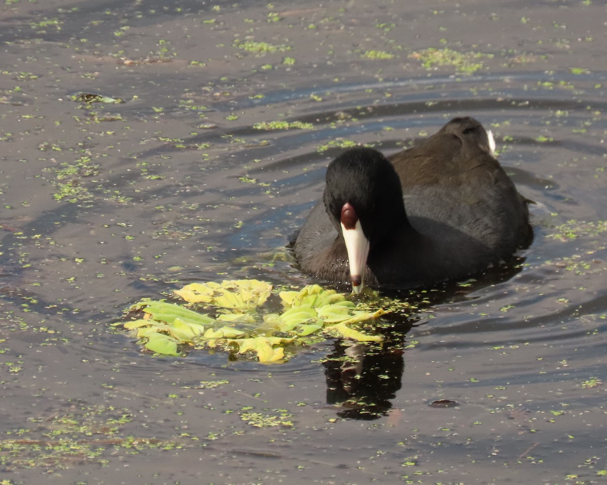 Лиска американська - ML645668890