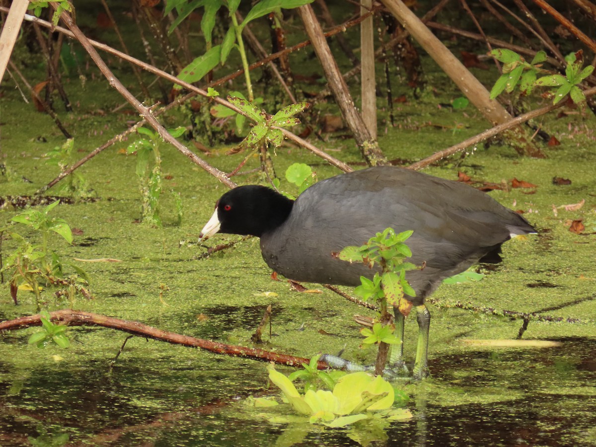 Лиска американська - ML645668891