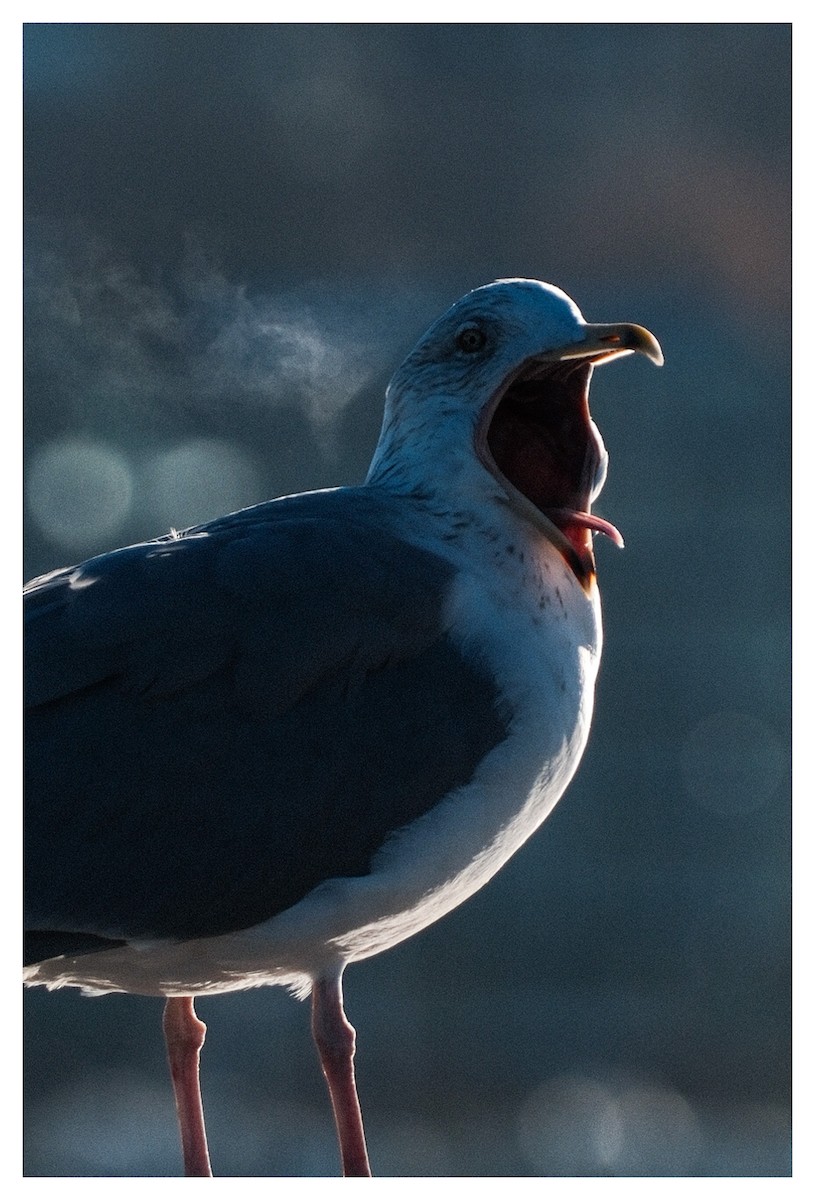 Мартин сріблястий - ML645668895