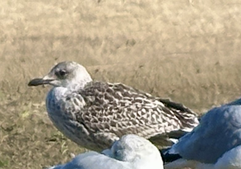 Мартин американський - ML645668896