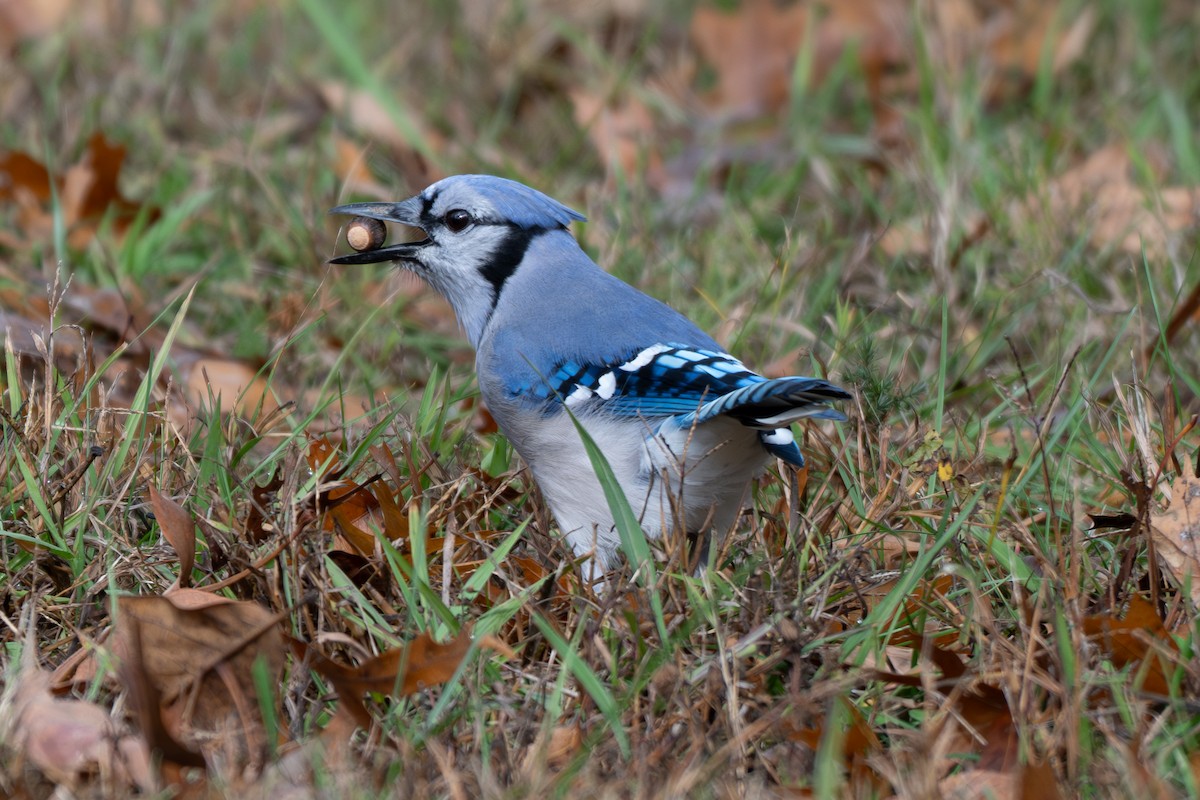 Сизойка блакитна - ML645668897