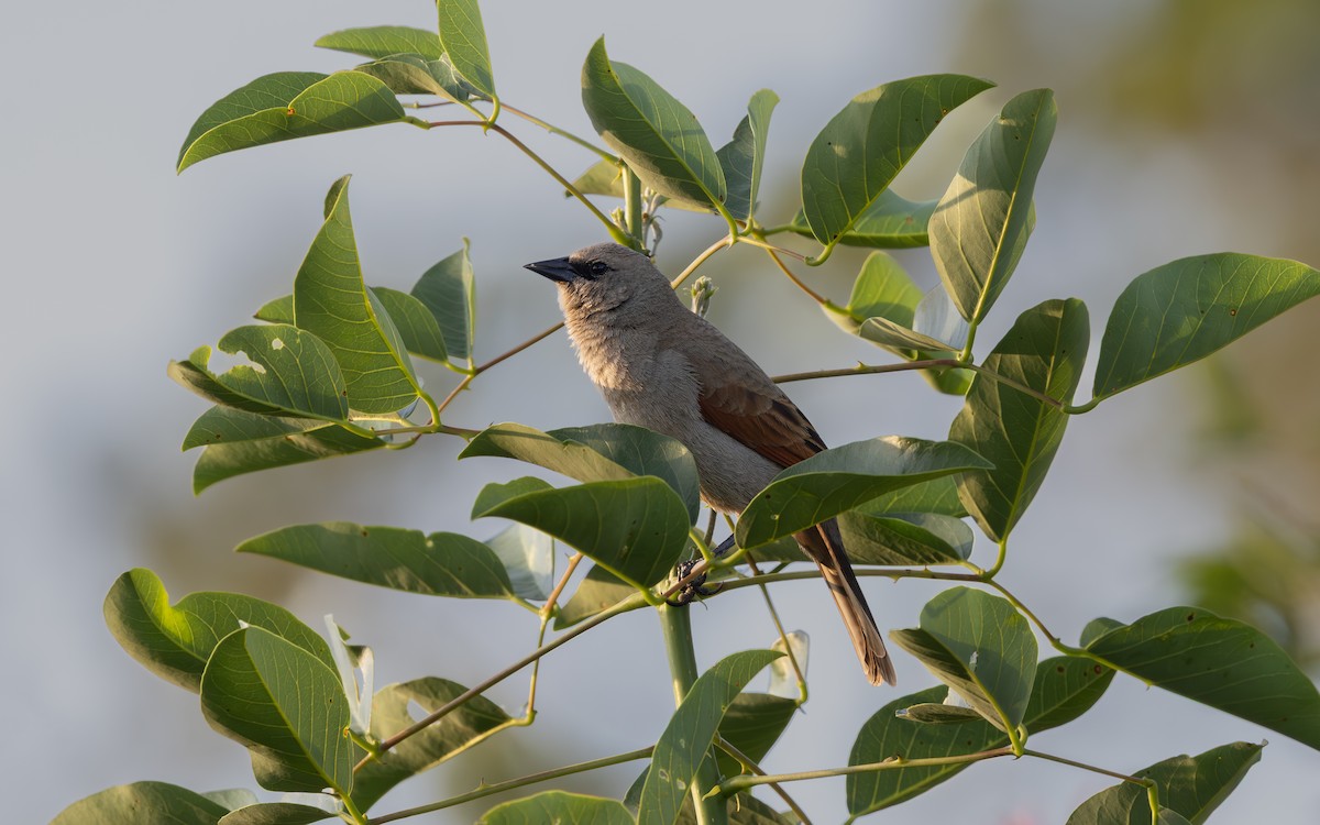 Вашер рудокрилий - ML645668898