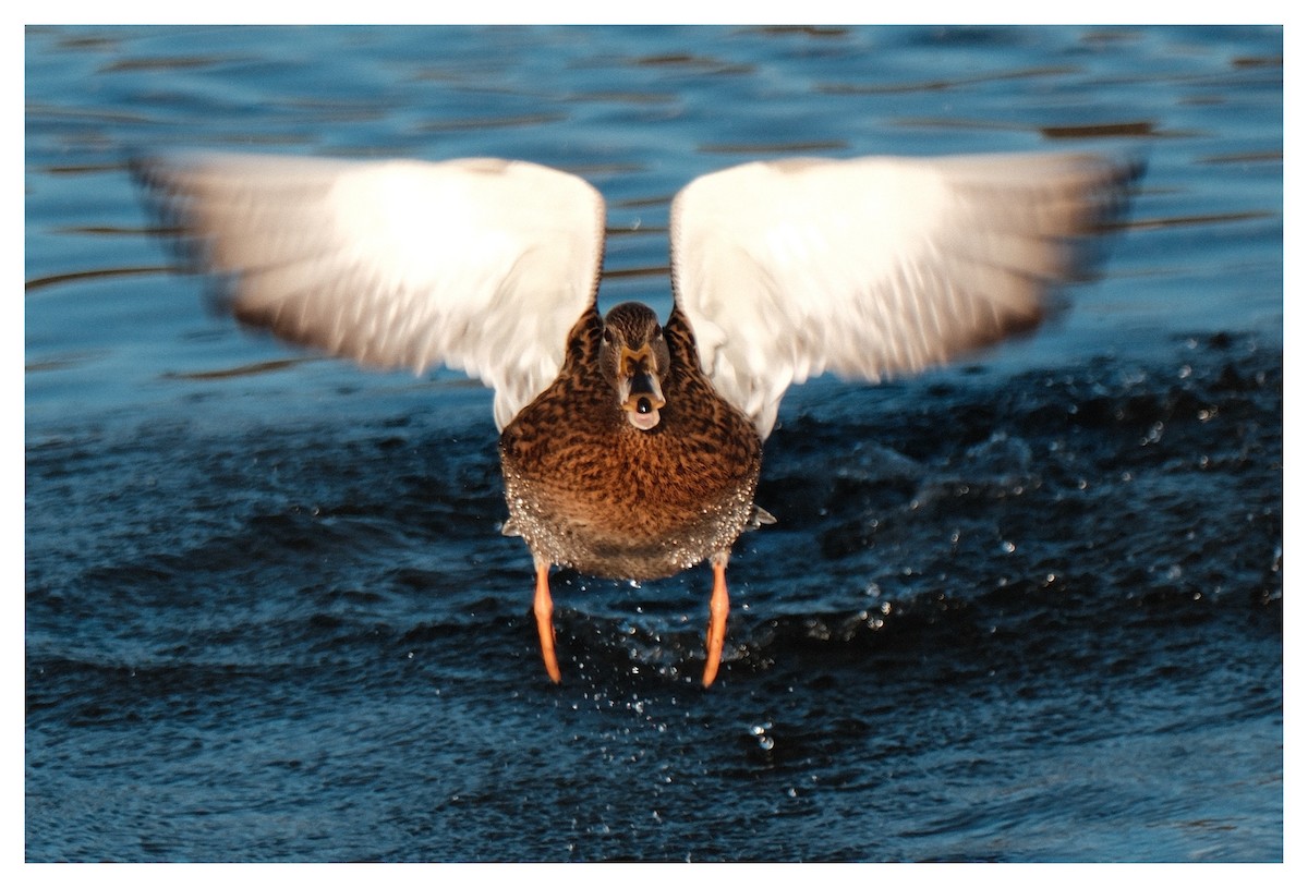 Крижень звичайний - ML645668900