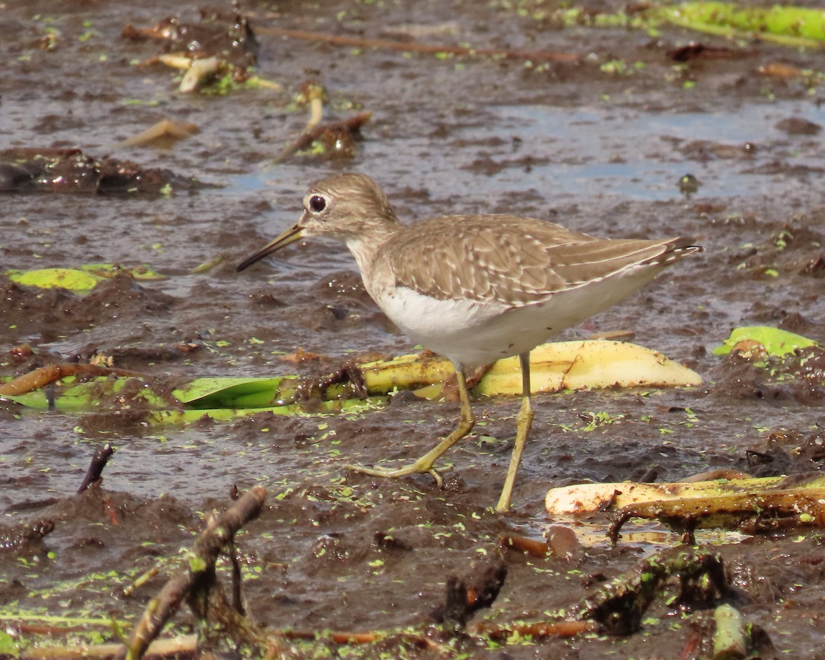 Коловодник малий - ML645668902