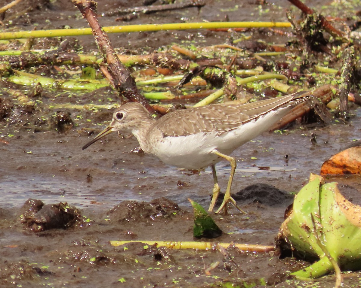 Коловодник малий - ML645668903