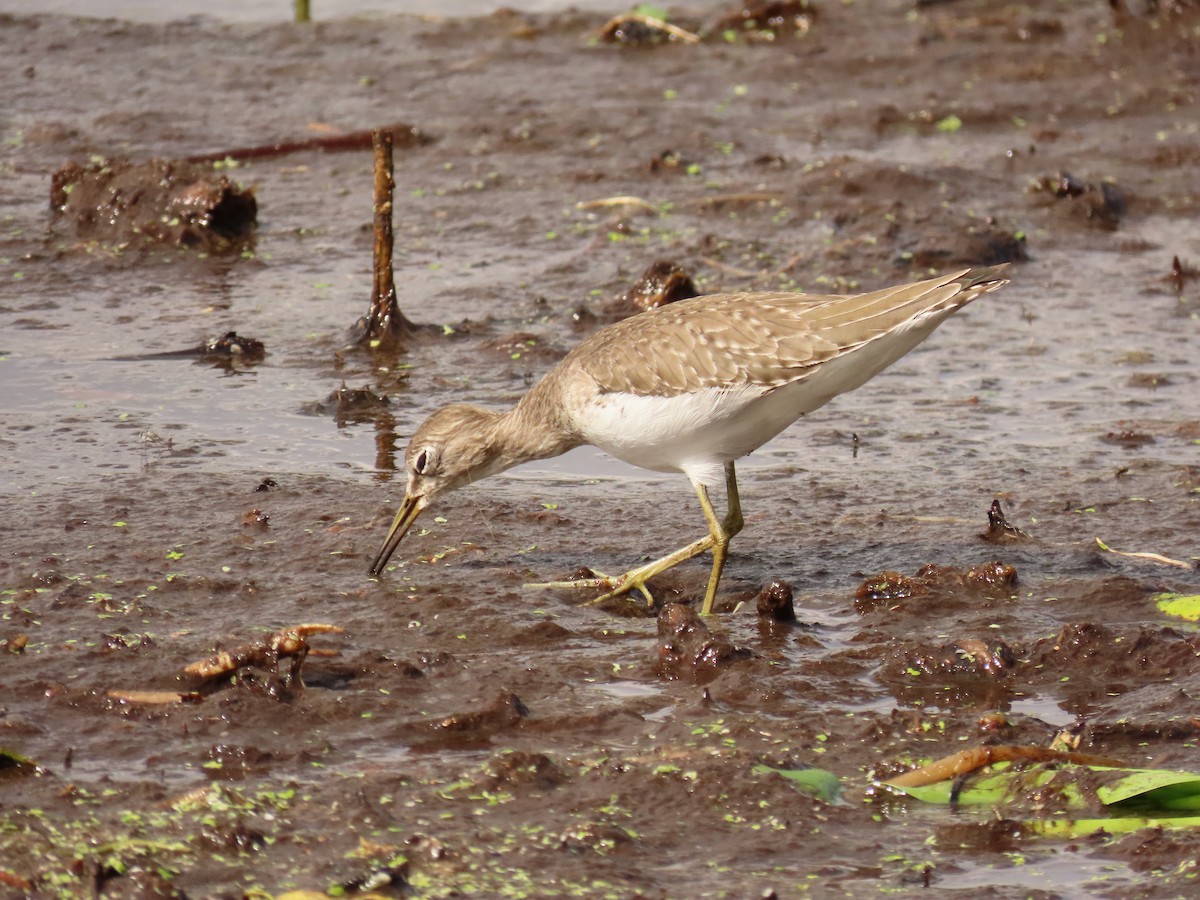 Коловодник малий - ML645668904