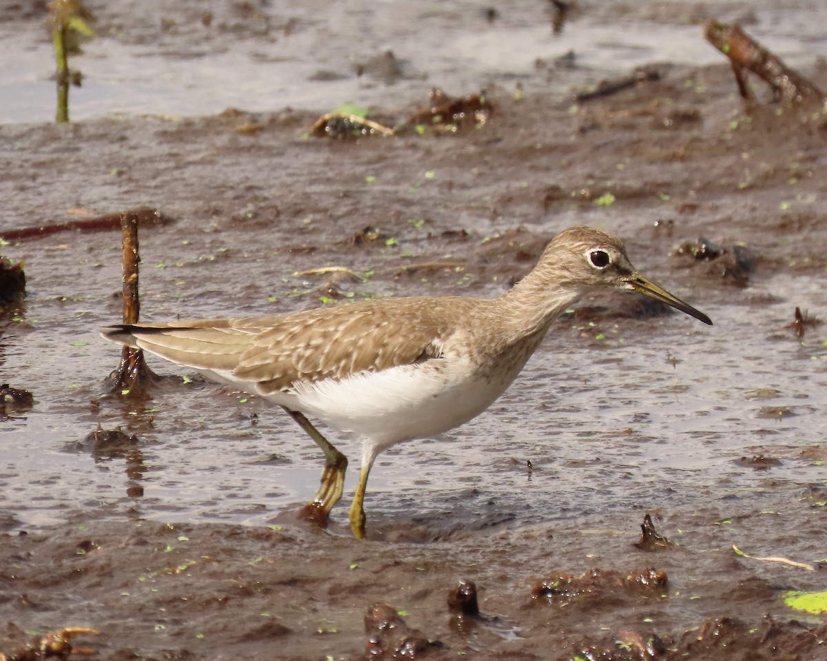 Коловодник малий - ML645668905