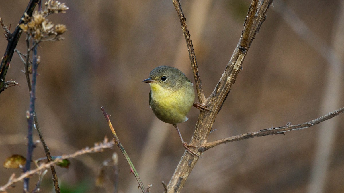 Common Yellowthroat - ML645668906