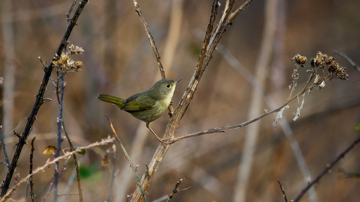 Common Yellowthroat - ML645668907