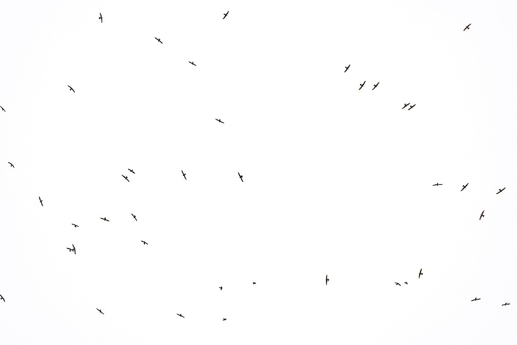 Свіфт болівійський - ML645668909