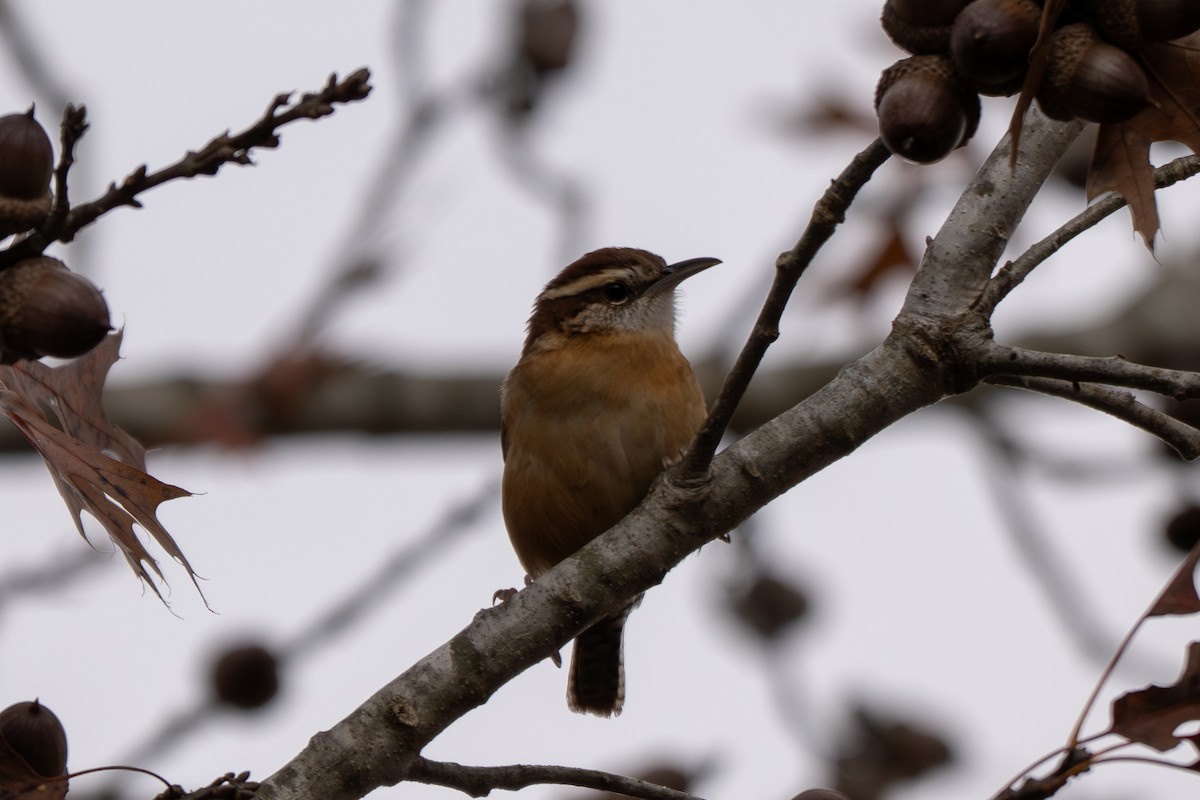 Поплітник каролінський - ML645668910