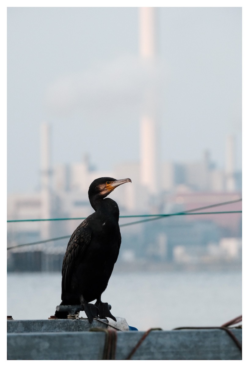 Баклан великий - ML645668911