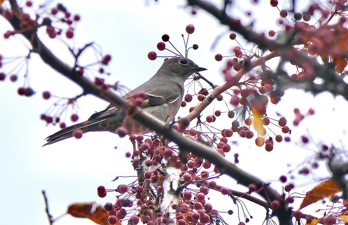 Солітаріо північний - ML645668912