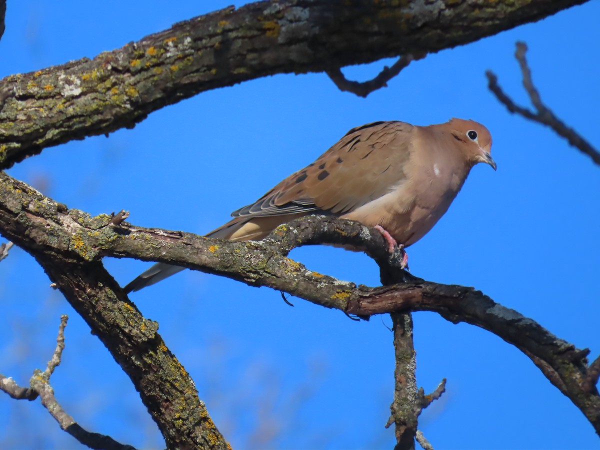 Зенаїда північна - ML645668916