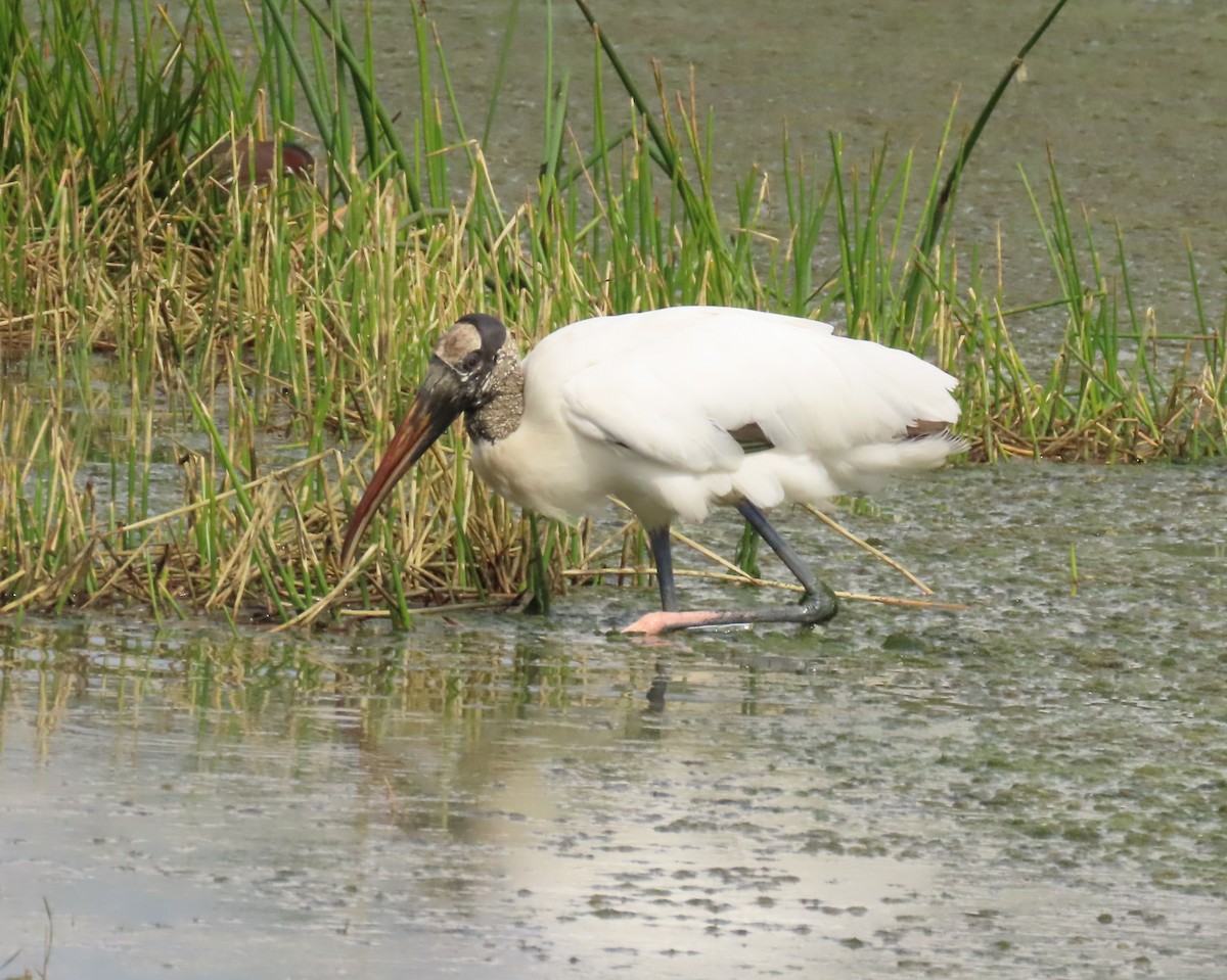 Міктерія - ML645668917