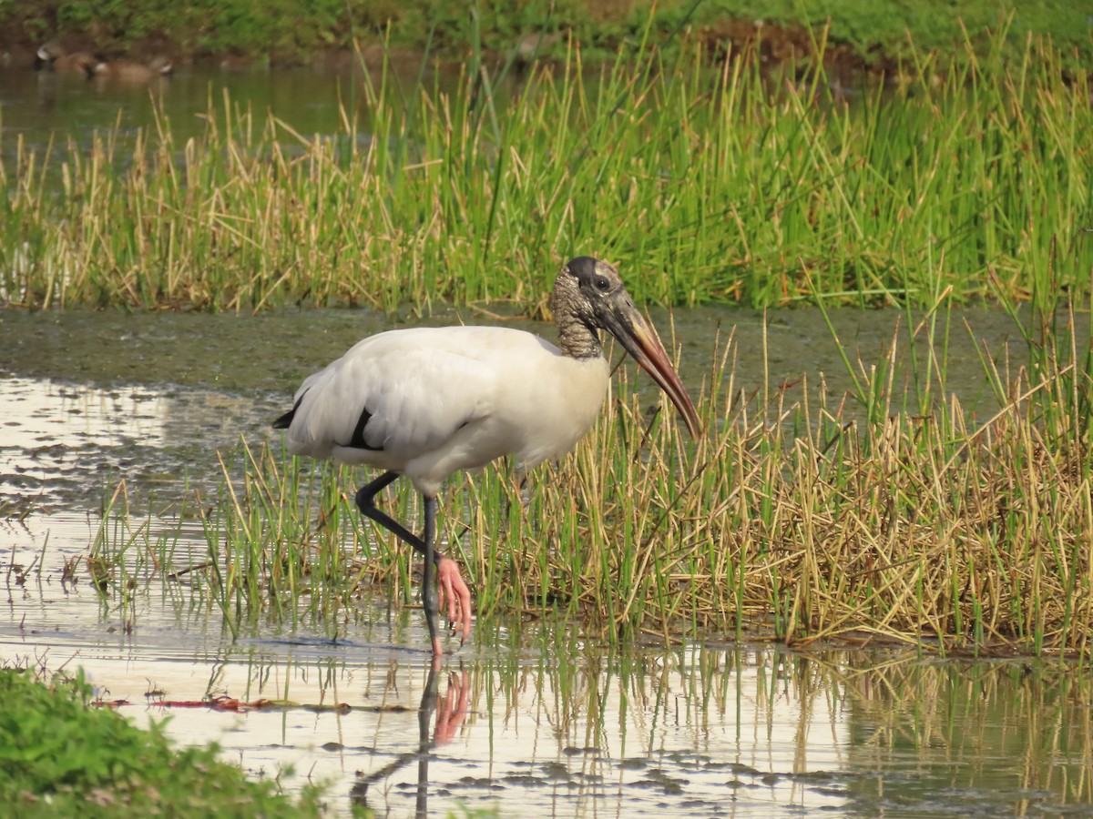 Міктерія - ML645668918