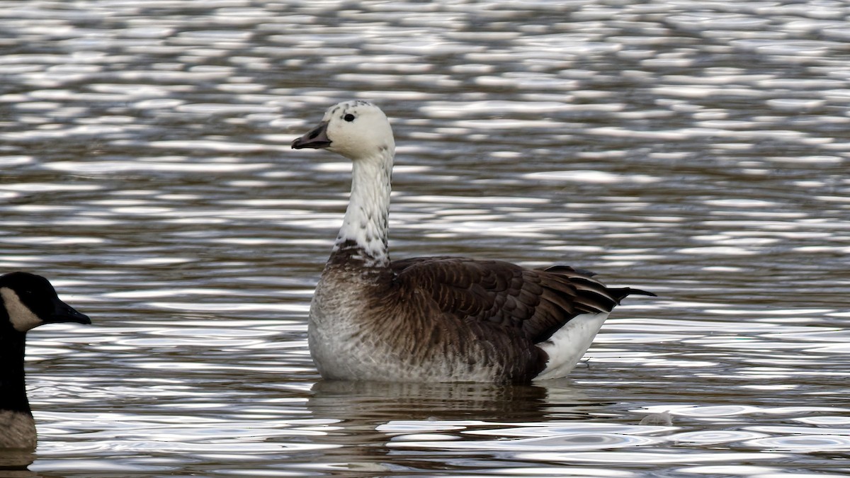 Гуска біла х казарка канадська - ML645668919