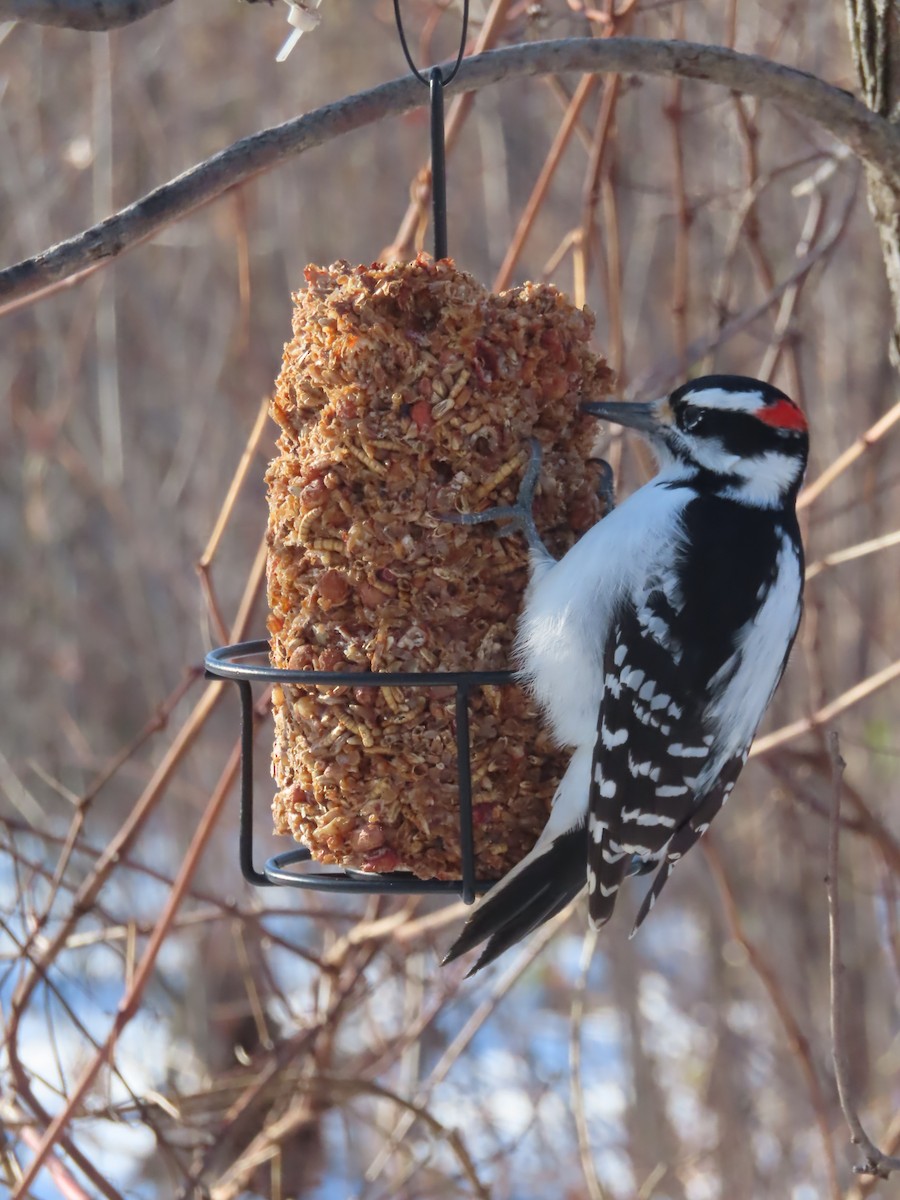 Дятел волохатий - ML645668923