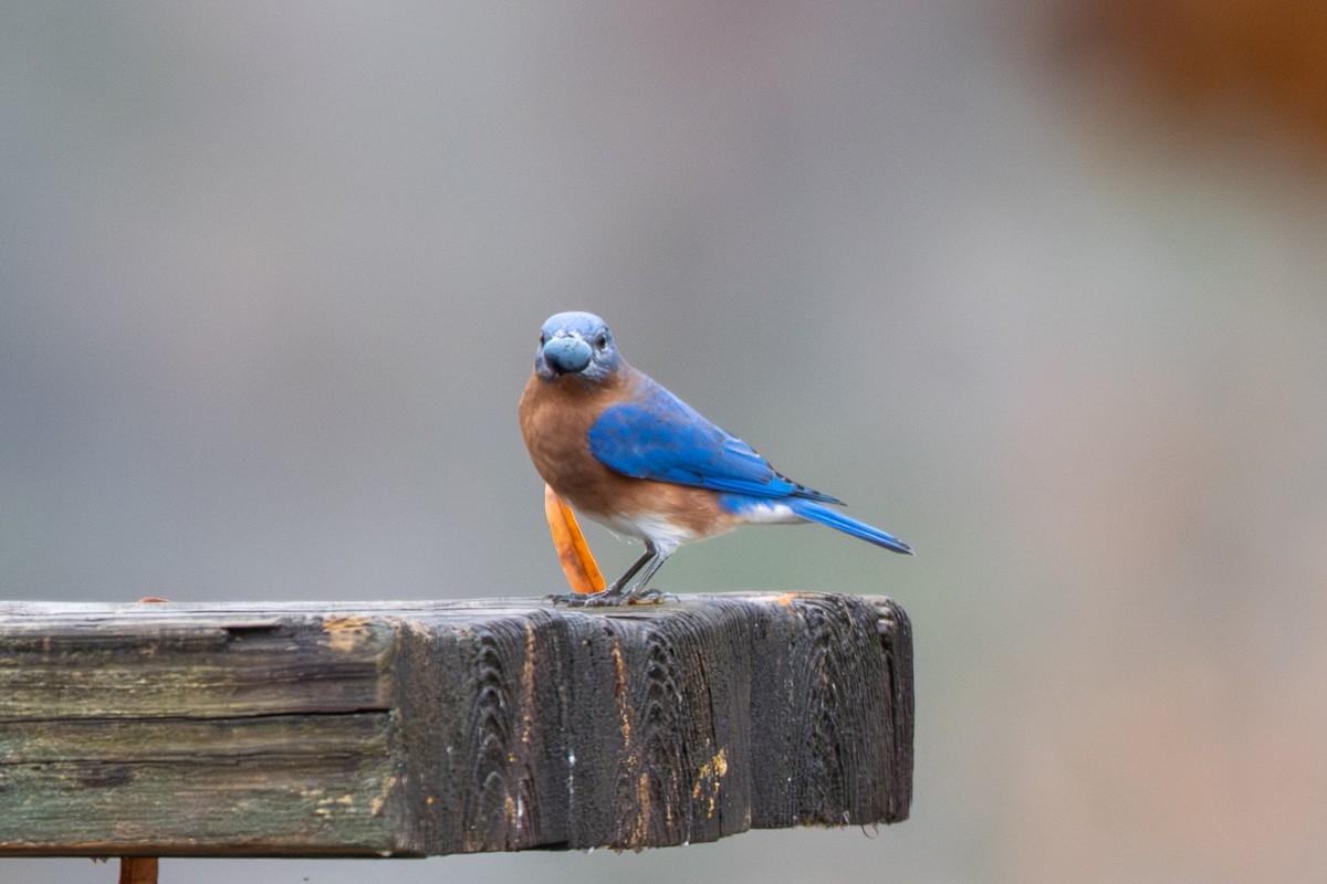 Блакитник східний - ML645668925