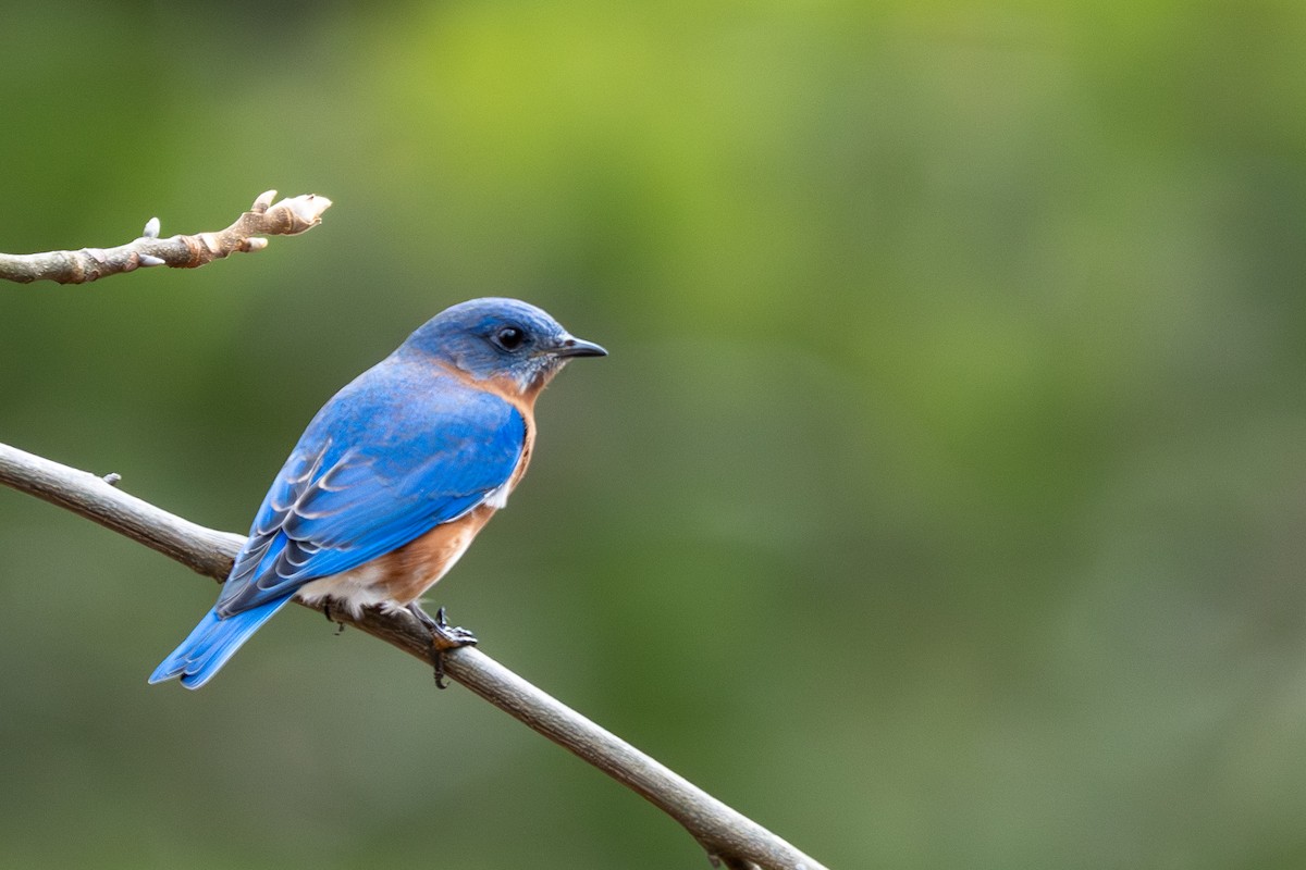 Блакитник східний - ML645668926