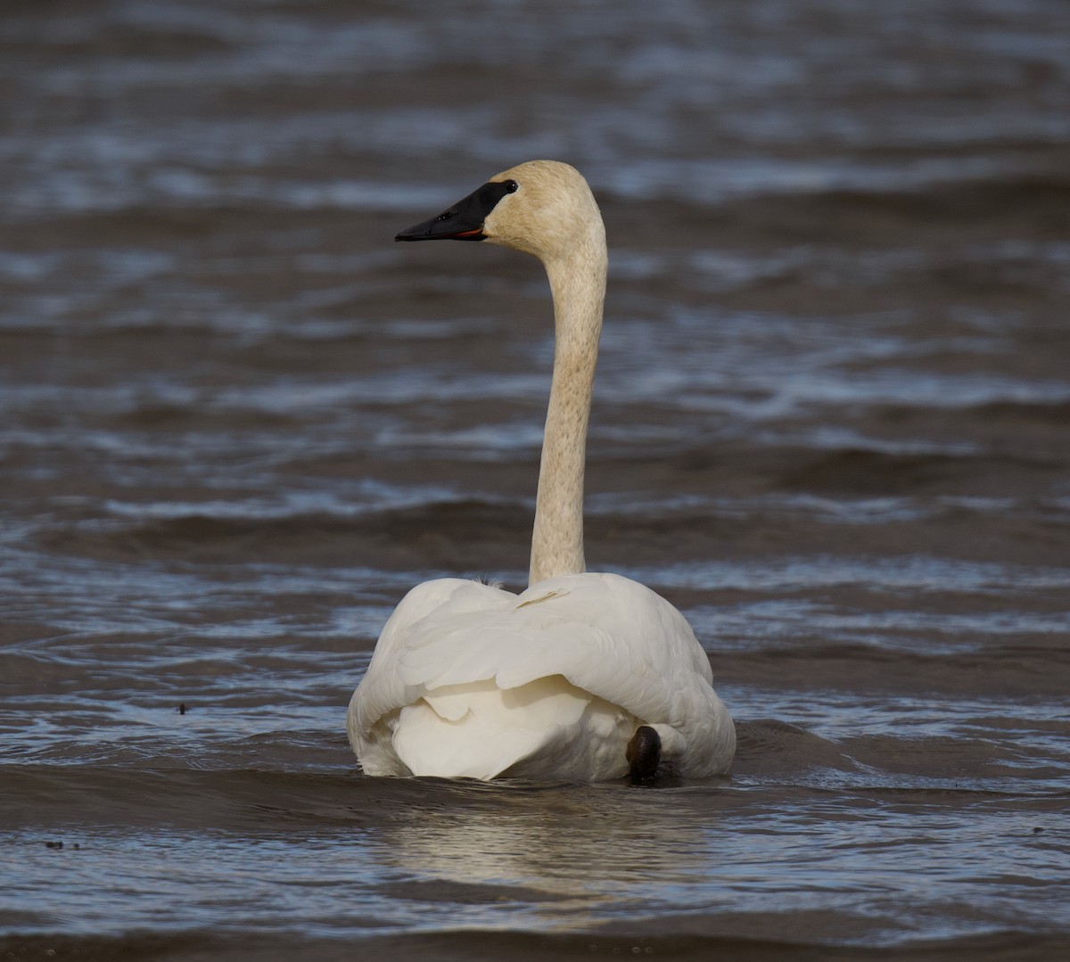 Trumpeter Swan - ML645668941