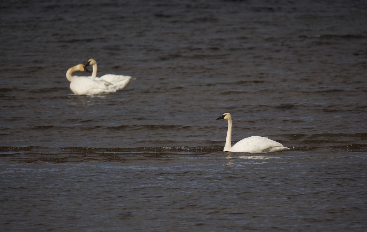 Trumpeter Swan - ML645668942