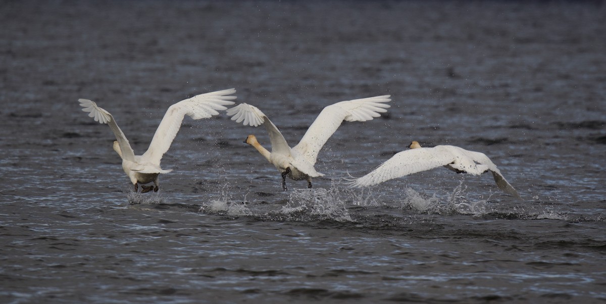 Trumpeter Swan - ML645668943