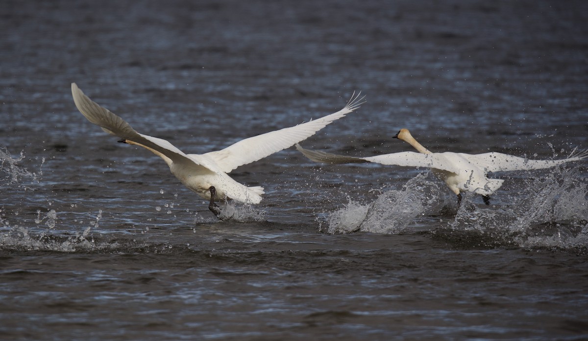 Trumpeter Swan - ML645668944