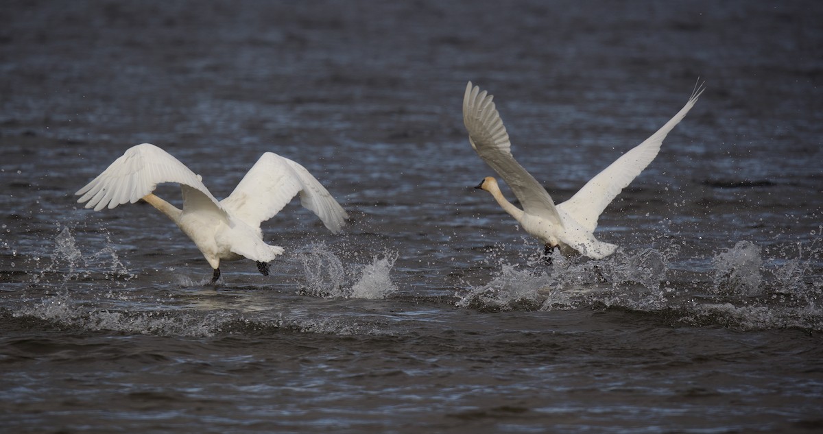 Trumpeter Swan - ML645668945