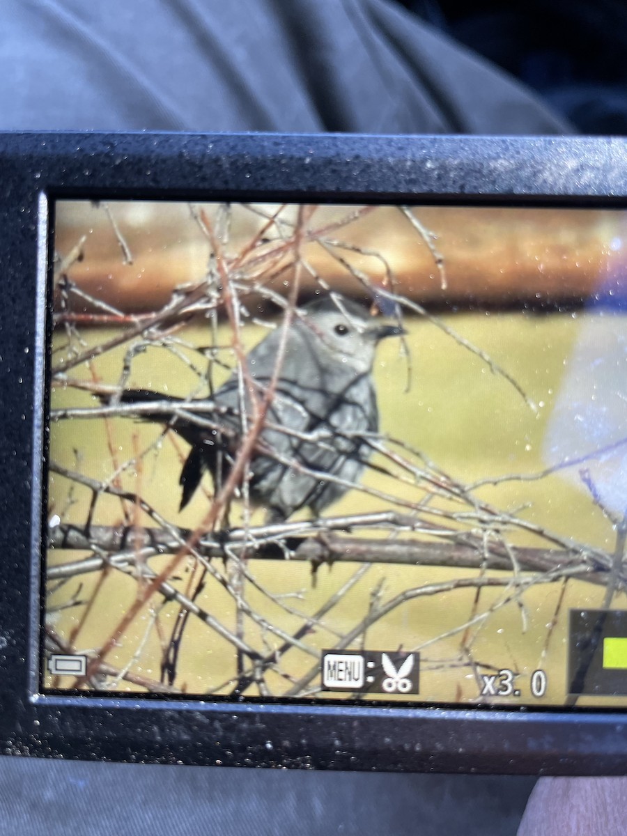 Gray Catbird - ML645668948