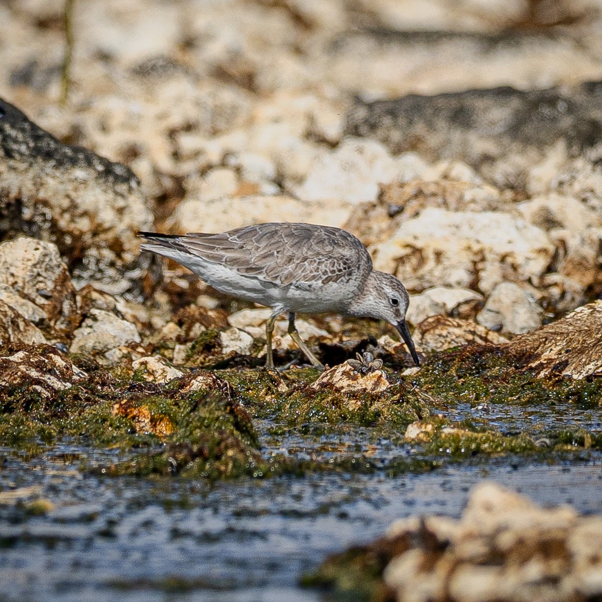 Piovanello maggiore - ML645668960