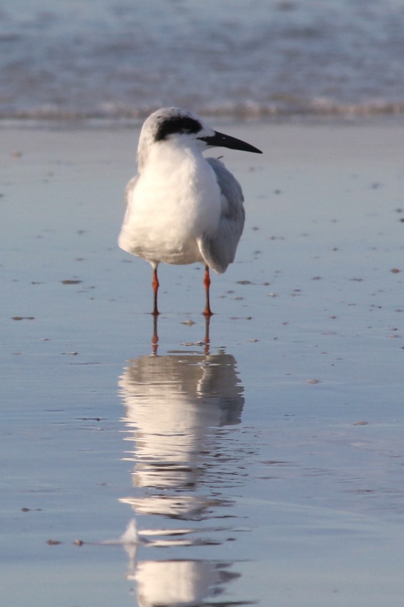 Forster's Tern - ML645668968