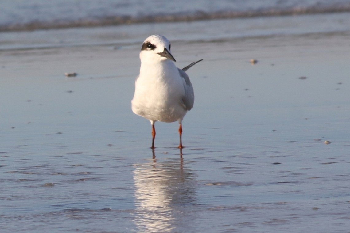 Forster's Tern - ML645668969